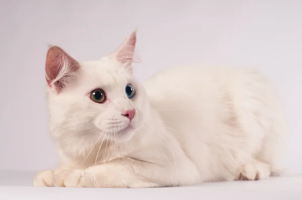 Retrato blanco mainecoon —  Fotos de Stock