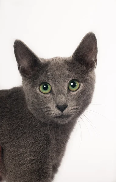 Gattino di razza blu russo — Foto Stock