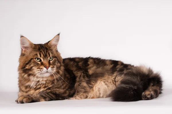 Big mainecoon tabby brown color on white — Stock Photo, Image