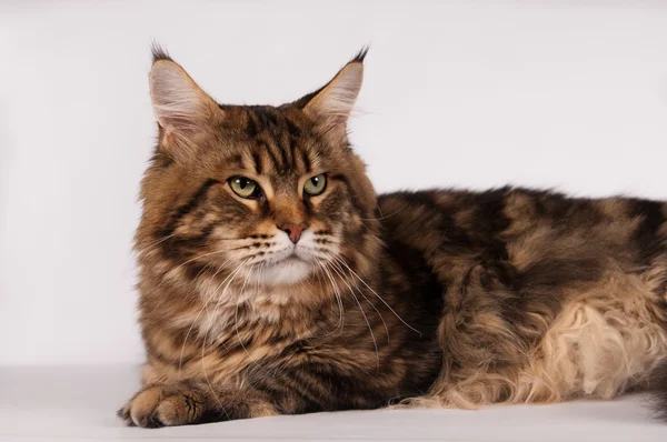 화이트에 큰 mainecoon 갈색 얼룩 고양이 색깔 — 스톡 사진