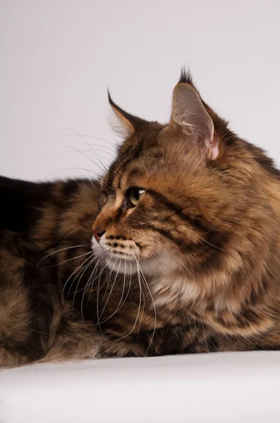 Big mainecoon tabby brown color on white — Stock Photo, Image