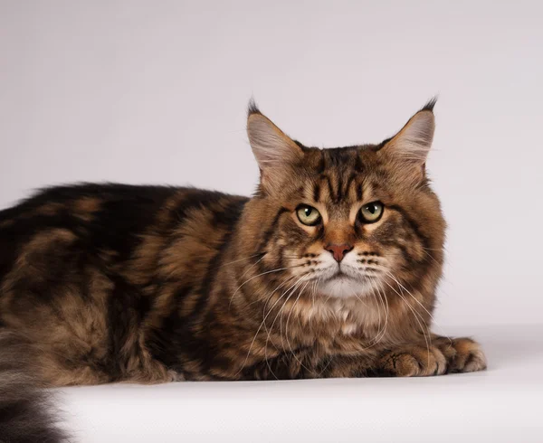 화이트에 큰 mainecoon 갈색 얼룩 고양이 색깔 — 스톡 사진