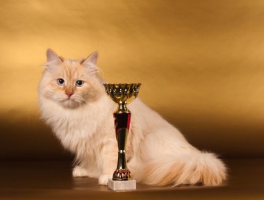 Altın arka plan üzerinde Siberian kedi