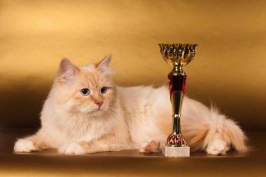 Altın arka plan üzerinde Siberian kedi