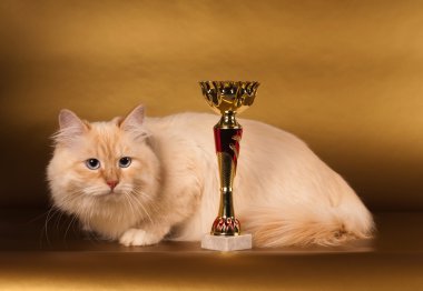 Altın arka plan üzerinde Siberian kedi