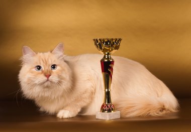 Altın arka plan üzerinde Siberian kedi