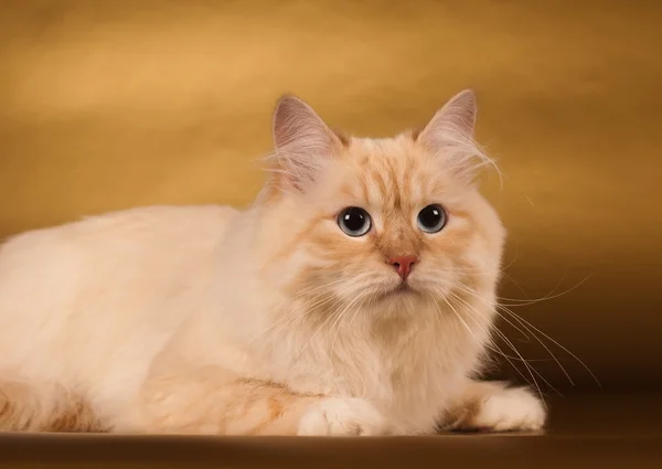 Sibiřská kočka na zlatém pozadí — Stock fotografie