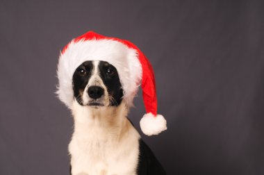 köpek Noel Baba şapkası