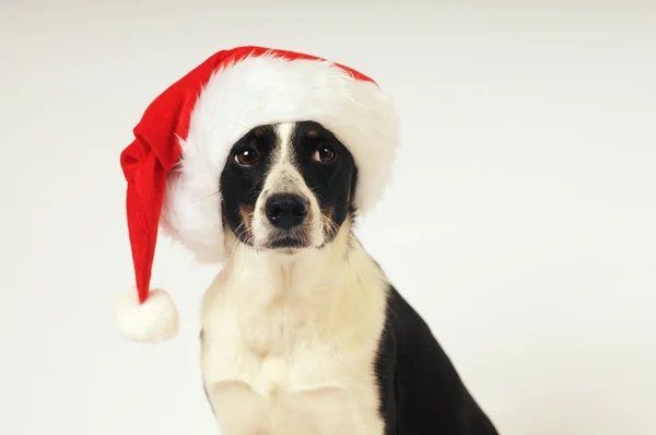 Köpek Noel Baba şapkası — Stok fotoğraf