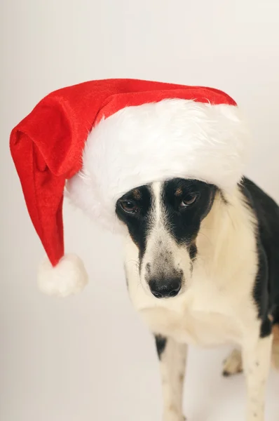 Köpek Noel Baba şapkası — Stok fotoğraf