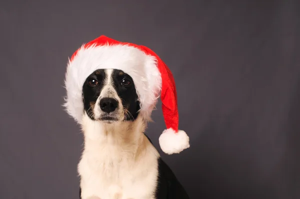 Perro en sombrero de Santa —  Fotos de Stock