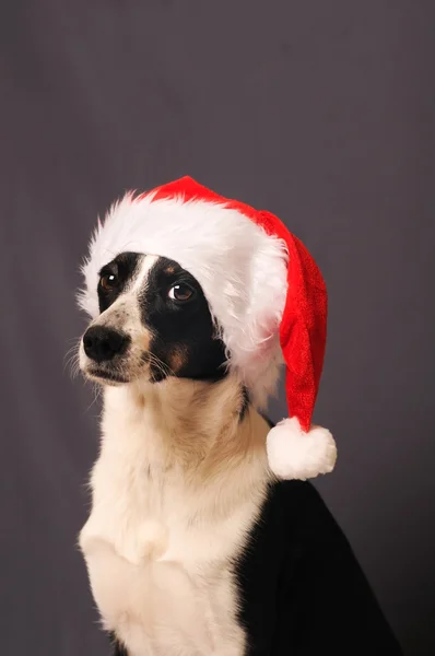 Hond in Kerstman hoed — Stockfoto