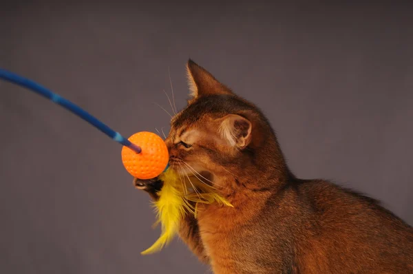 Somali kedi yavrusu kırmızı renk — Stok fotoğraf