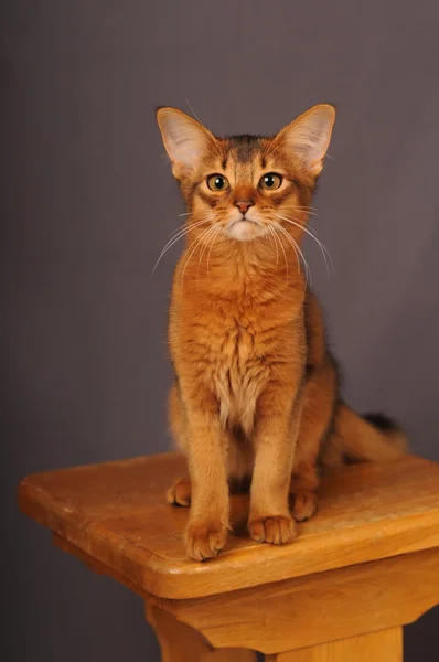 Somali gatinho cor rubicundo — Fotografia de Stock