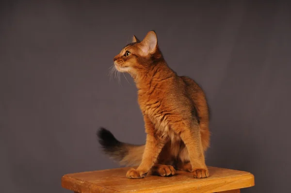 Сомалийский котенок румяного цвета — стоковое фото