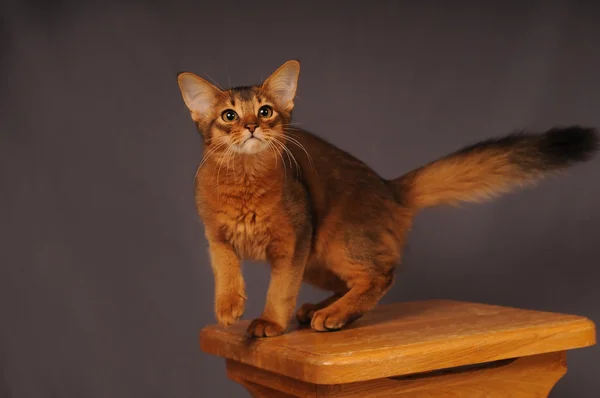 Somali kedi yavrusu kırmızı renk — Stok fotoğraf