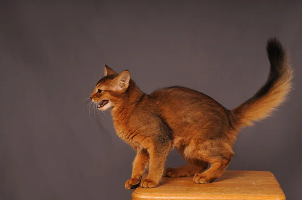 Сомалийский котенок румяного цвета — стоковое фото