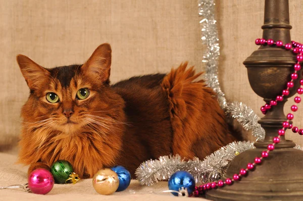 Somali cat ruddy color holiday portrait — Stock Photo, Image