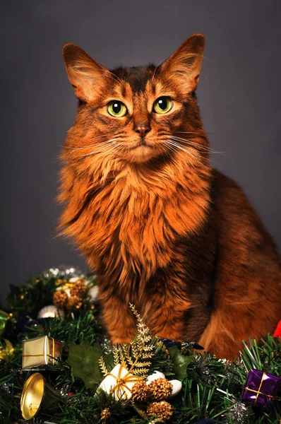 Сомалійський кішка яскраво-червоний колір Різдво портрет — стокове фото