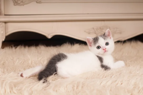 Gatinho bonito — Fotografia de Stock