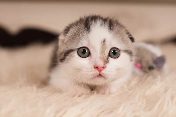 Gatinho bonito — Fotografia de Stock