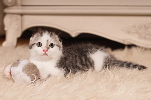 Cute little kitten — Stock Photo, Image