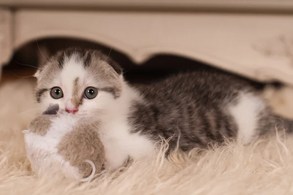 Lindo gatito — Foto de Stock