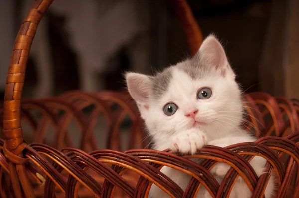 Leuk weinig katje — Stockfoto