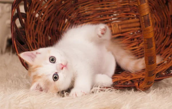 Lindo gatito — Foto de Stock