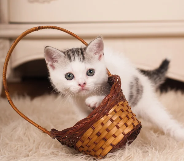 Gatinho bonito — Fotografia de Stock