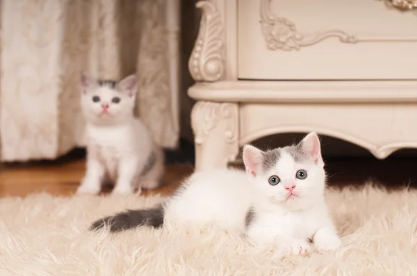 Gatinho bonito — Fotografia de Stock