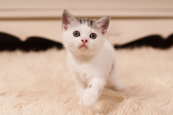 Gatinho bonito — Fotografia de Stock