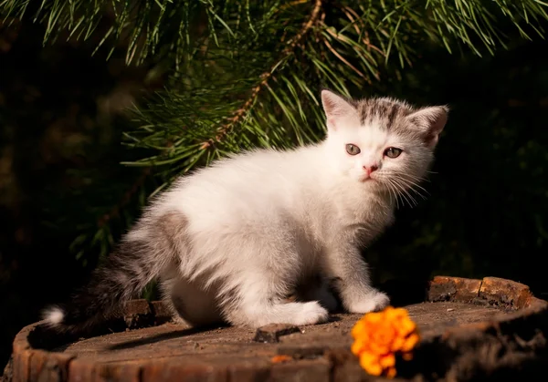 Lindo gatito dos meses al aire libre — Foto de Stock