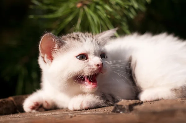 Chaton mignon deux mois en plein air — Photo