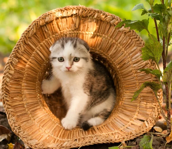 Lindo gatito dos meses al aire libre — Foto de Stock