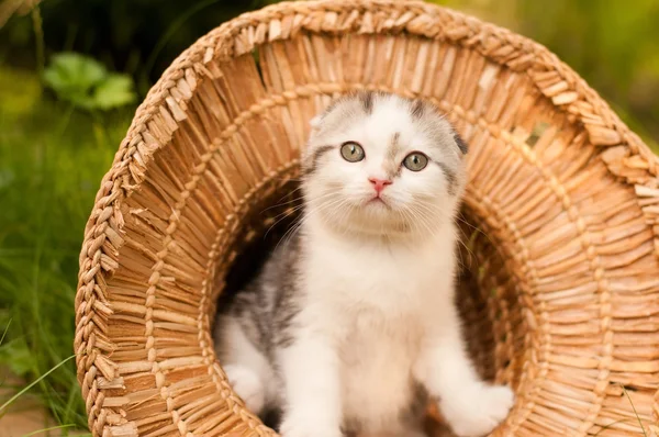 Cute kitten two month outdoor — Stock Photo, Image