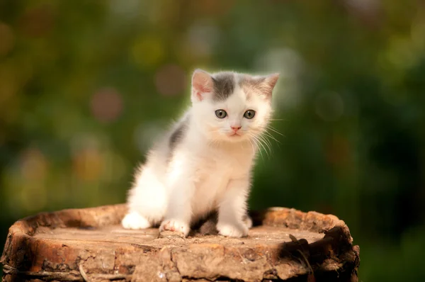 Şirin kedi yavrusu iki ay açık — Stok fotoğraf