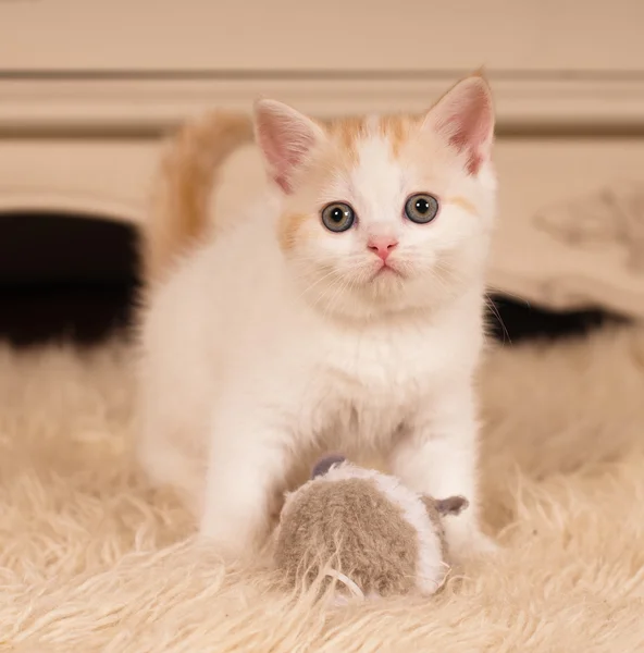 Cute little kitten — Stock Photo, Image