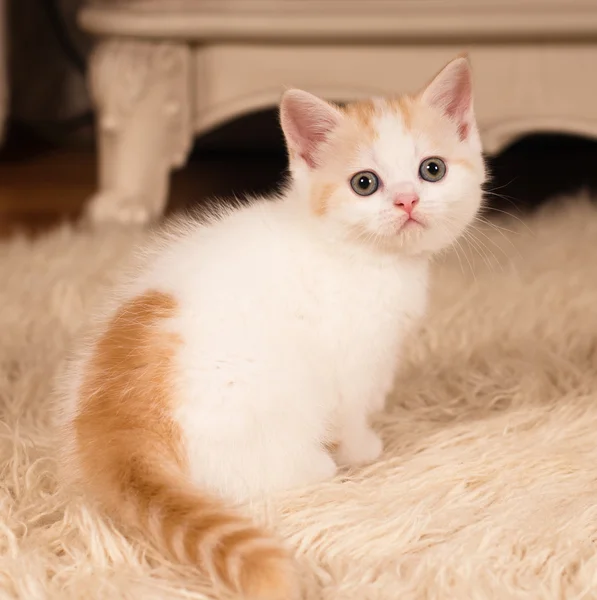 Cute little kitten — Stock Photo, Image