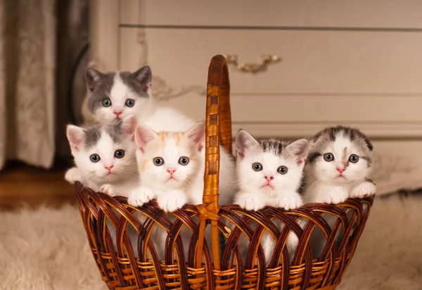 Five cute kittens in braided basket — Stock Photo, Image