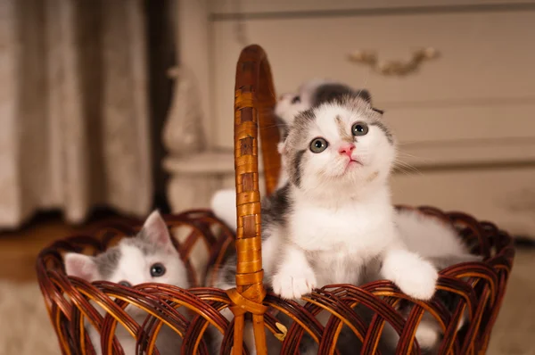 Five cute kittens in braided basket — Stock Photo, Image