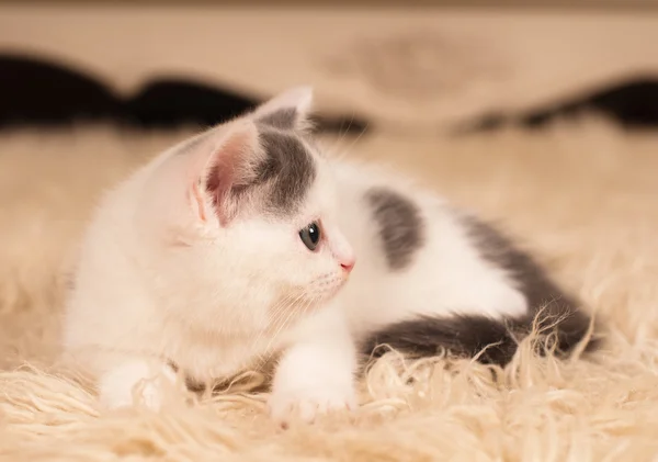 Cute little kitten — Stock Photo, Image