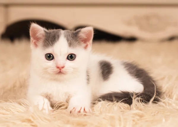 Cute little kitten — Stock Photo, Image