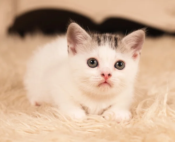 Cute little kitten — Stock Photo, Image