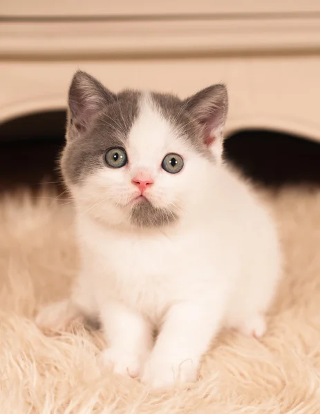 Cute little kitten — Stock Photo, Image