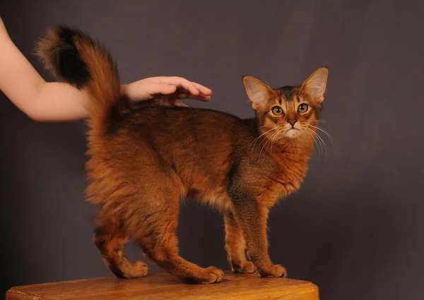 Somali kedi yavrusu kırmızı renk — Stok fotoğraf