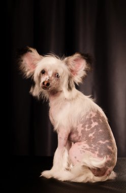 siyah arka plan üzerine Çin Tepeli Köpek