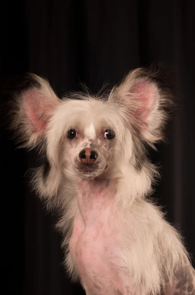 Chinês Cão Crested no fundo preto — Fotografia de Stock