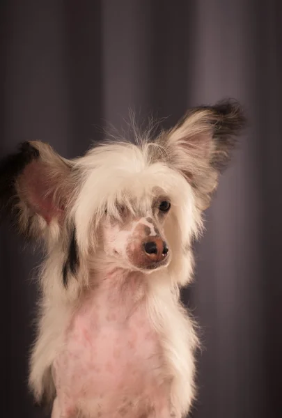 Chinês Crested cão retrato — Fotografia de Stock