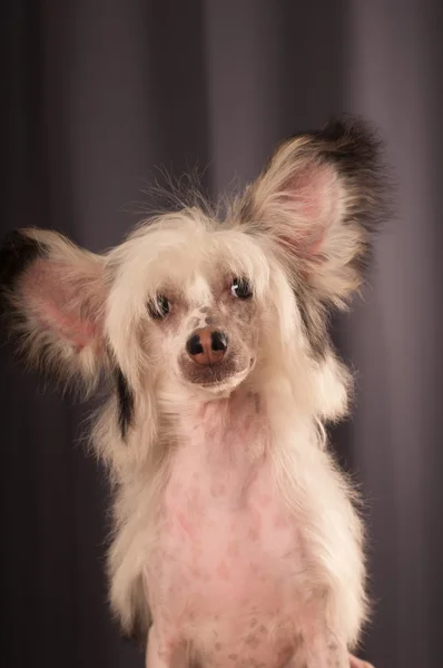 Chinês Crested cão retrato — Fotografia de Stock